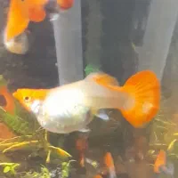 گوپی کوی بالن|ماهی|تهران, مهرآباد|دیوار