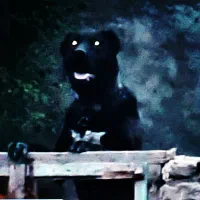 سگ افغان خوشتیپ به شرط همه چی|سگ|مشهد, همت آباد|دیوار