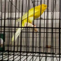 قناری رسمی بلند نر ماده