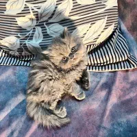 واگذاری گربه|گربه|اصفهان, باغ زرشک|دیوار