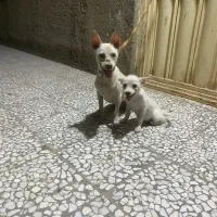 سگ پاکوتاه ماده با توله نر