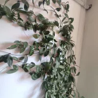 گل طبیعی سالم