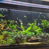 آکواریوم پلنت حرفه ای ماهی