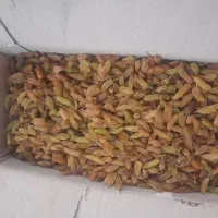 کشمش،آبغوره،کله پاچه،شیره انگور|خوردنی و آشامیدنی|مشهد, مشکینی (شهرک غرب)|دیوار