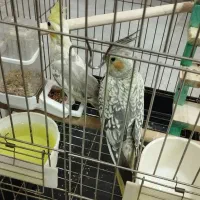 عروس هلندی  ۳ ماهه