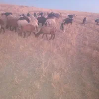 بزغاله وبره نمونه زیرقیمت