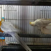 عروس هلندی نر کشیده بالغ|پرنده|فردیس, فردیس|دیوار