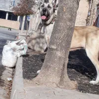 ماده سراب نسل دار|سگ|قزوین, |دیوار