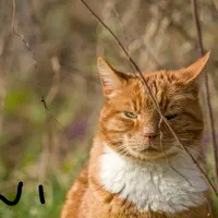 دوربین حرفەای نیکون بالنز پرترە|دوربین عکاسی و فیلم‌برداری|ارومیه, |دیوار