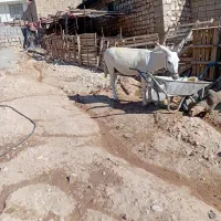 الاغ|حیوانات مزرعه|کارزان, |دیوار