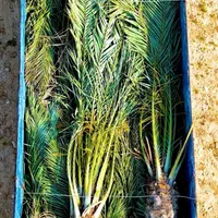 ارسال پالم ارسال نخل پروژه ای|خدمات باغبانی و درختکاری|یزد, |دیوار