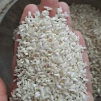 برنج سالم و لاشه طارم درشت|خوردنی و آشامیدنی|مشهد, نرگس (شهرک غرب)|دیوار