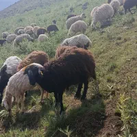 قوچ هترو تازه دندون عوض میکنه
