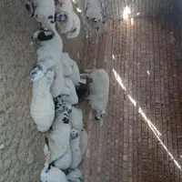 بره نر سبک وسنگین