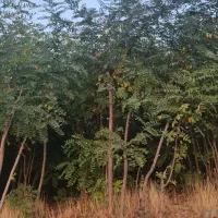 نهال اقاقیا