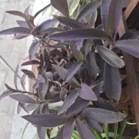 گلهای طبیعی شاداب