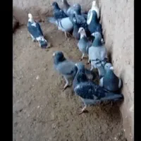 کفتر آلمانی