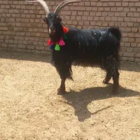 ۱راس نربز عشقبازی