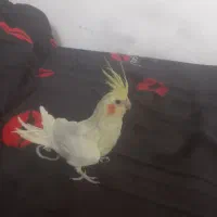 عروس هلندی مولد لوتیتو ودوکت گرینویچک|پرنده|زیباشهر, |دیوار