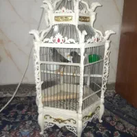 یک جفت مینا