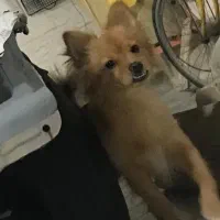 گم شده در محوطه لاله ۱۳|حیوانات|آبادان, |دیوار