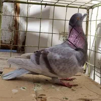 کبوتر نر