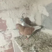 ۱۱تابشرط دونه ای۲۰۰تومان