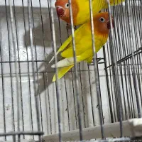 کوتوله فیشر طلایی با دو جوجه