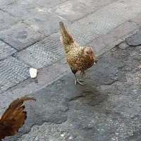 مرغ سبرایت گلد پولک منظم
