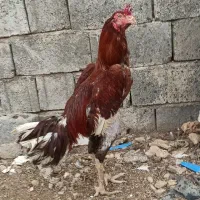 خروس لاری استثنا