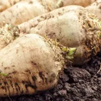 چغندر قند|عمدهفروشی|بشاریات, |دیوار