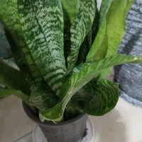 گل سانسوریا