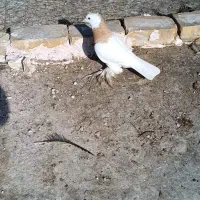 دو عدد طوقی نر|پرنده|پیر بکران, |دیوار