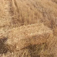 کاه کلش گندم ۱۴ هزار سر پل ذهاب
