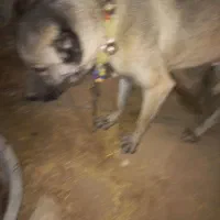 واگذاری توله سگ نژاد دار سرابی با عکس پدر مادر