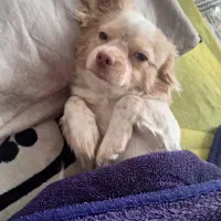 سگ مالتیز ۱۰ ماهه