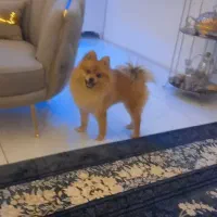 پامرانین اصلی روباهی