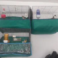 فروشدوقناری نرودو ماده۳ قفس یامعاوضهباسهره نرماده|پرنده|الیگودرز, |دیوار