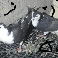 کبوتر شهرستان از ۸۰ تا ۲۵۰