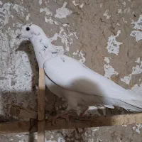 کبوتر قزوینی|پرنده|ساوه, |دیوار