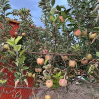 فروش دامداری|فروش دفتر صنعتی، کشاورزی، تجاری|بروجن, |دیوار