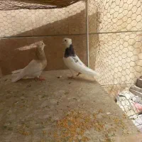 کفتر طوقی کاکلی پالخت هفرنگ  دوجفت|پرنده|تهران, کوثر|دیوار