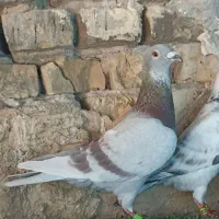 کبوتر پلاکی سخریج روشن