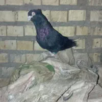 کبوتر زاغ زنگی سوسنگرد