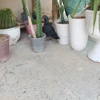 کبوتر سیاه خارجی|پرنده|برازجان, |دیوار