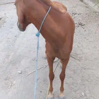 کره مادیان