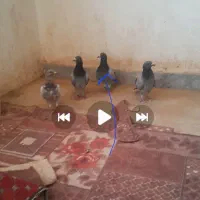 کبوتر گم شده
