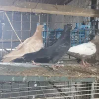 کبوتر سینه ای درشت|پرنده|اهواز, ۳۰ متری|دیوار