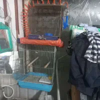 قفس پرنده در شهرک ارم فردیس