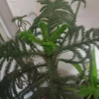 کاج مطبق زیبا